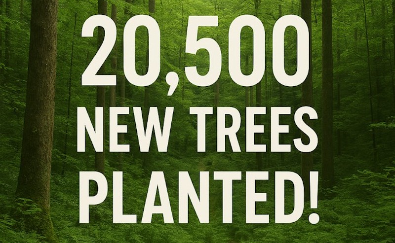 Embrace global forest